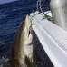 shark_reef_caribbean_jar_v_0215_cub0420.jpg